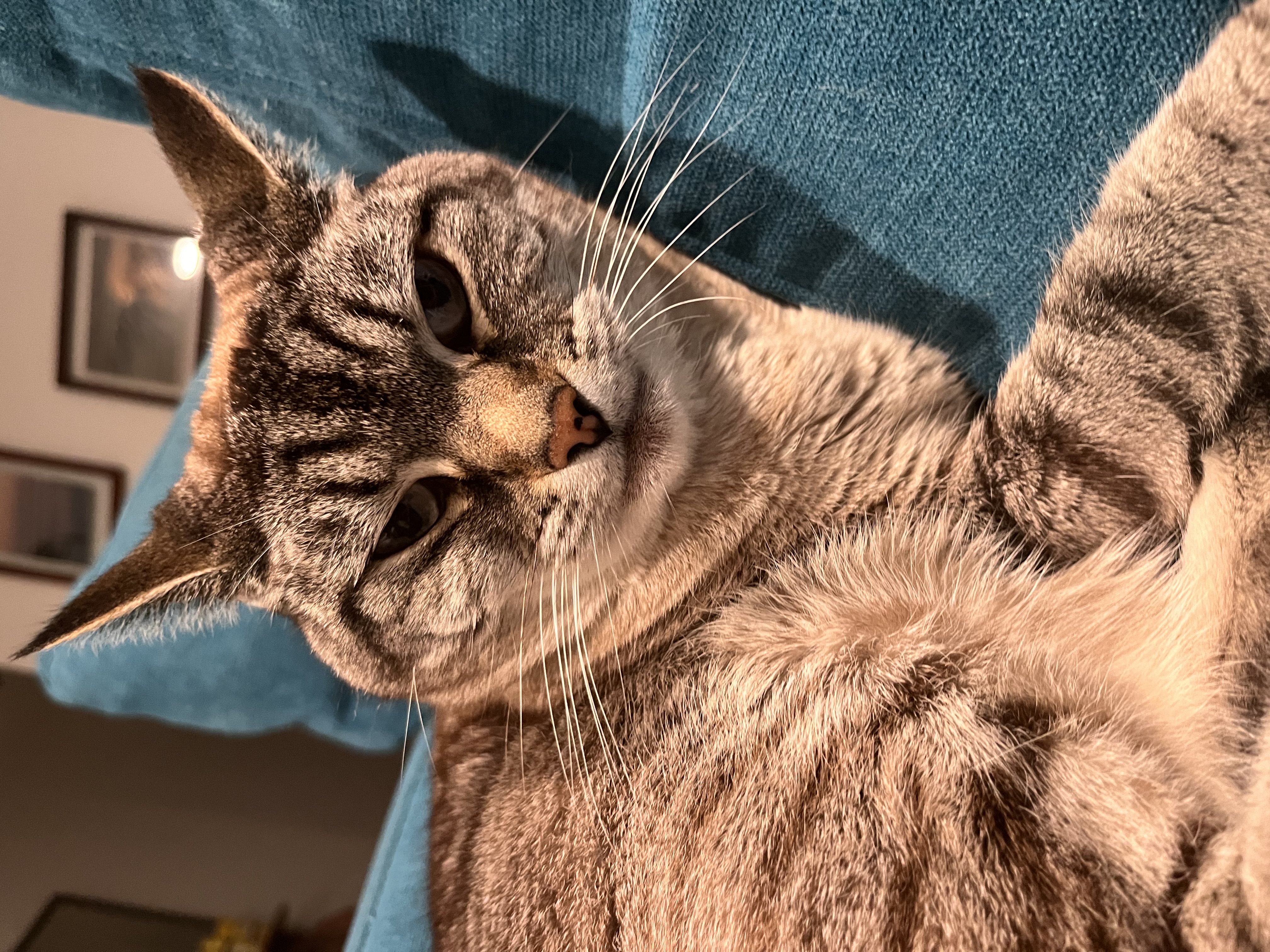 Gracie Seyranian the chunky cat, she’s a funny cat but she’s angry.jpg