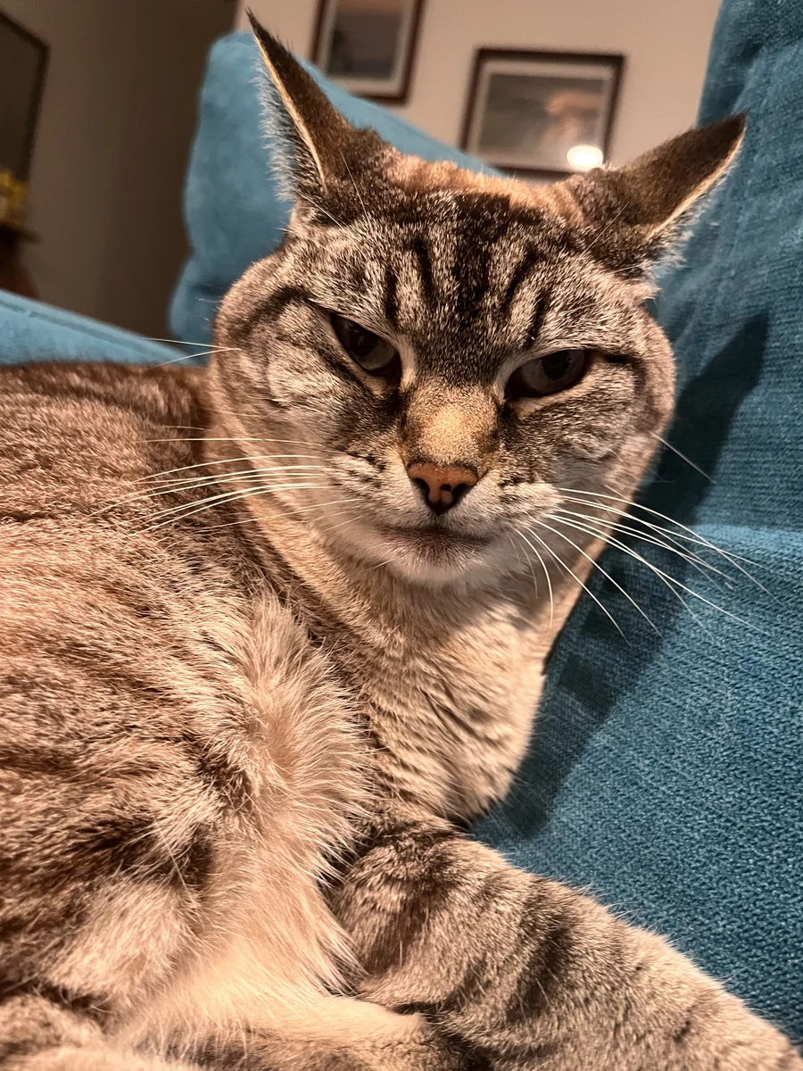 Gracie the tabby cat